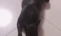 主播扎狗爆料视频大全,揭秘娱乐圈幕后真相